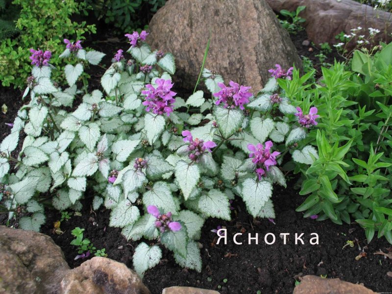 Крапива глухая яснотка