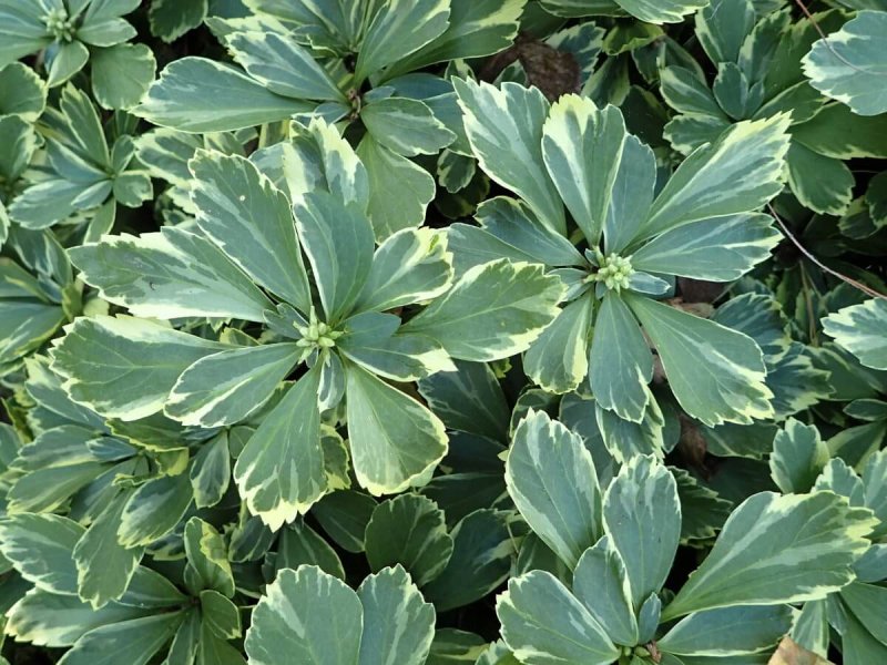 Пахизандра верхушечная ( Pachysandra terminalis)