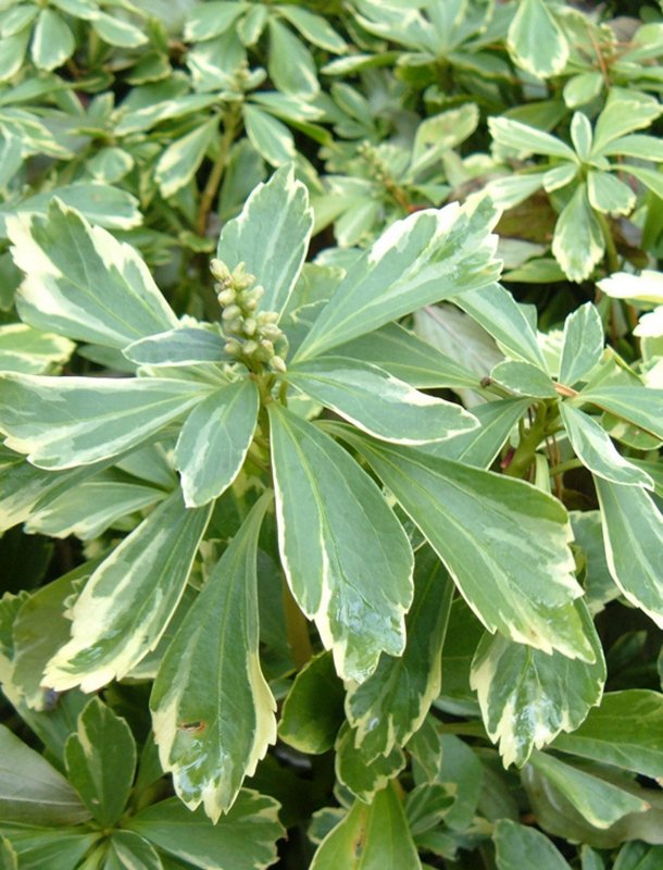 Пахизандра верхушечная "variegata" (Pachysandra terminalis)