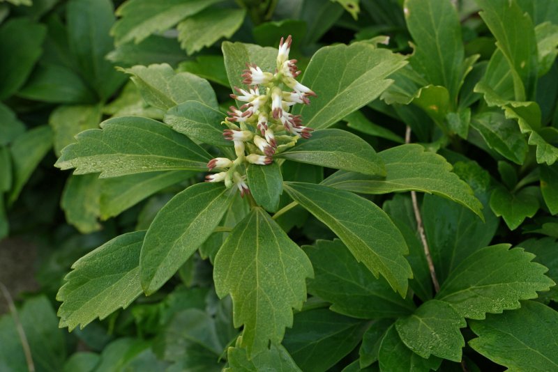 Пахизандра верхушечная Pachysandra terminalis Green Carpet