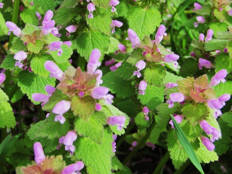 Яснотка пятнистая (Lamium maculatum)