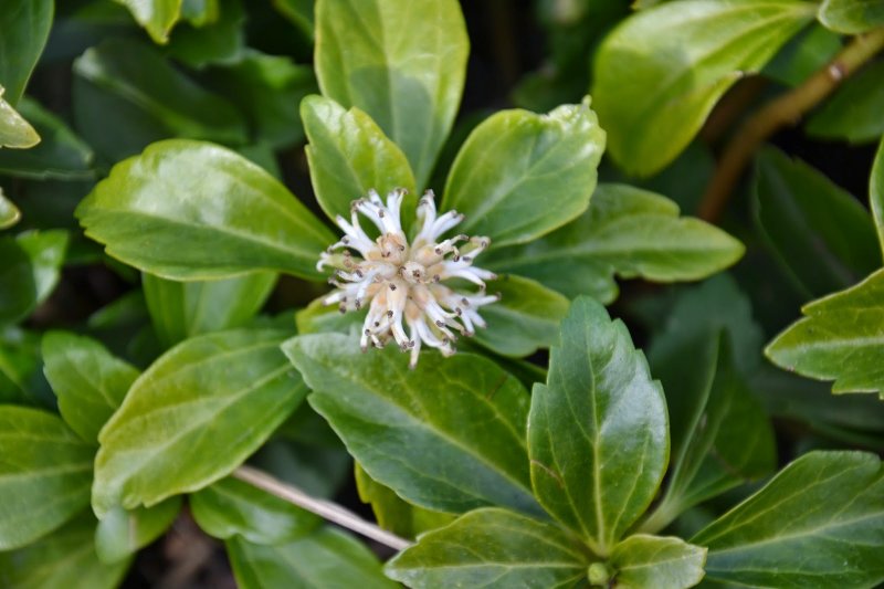 Пахизандра 'Green Sheen'