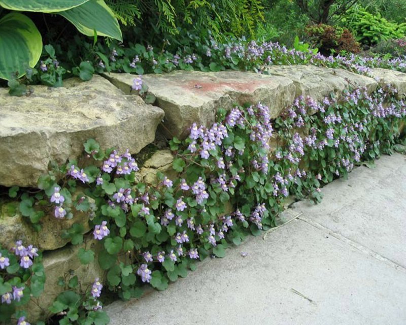 Lamium album