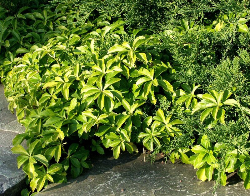 Пахизандра верхушечная Pachysandra terminalis Green Carpet