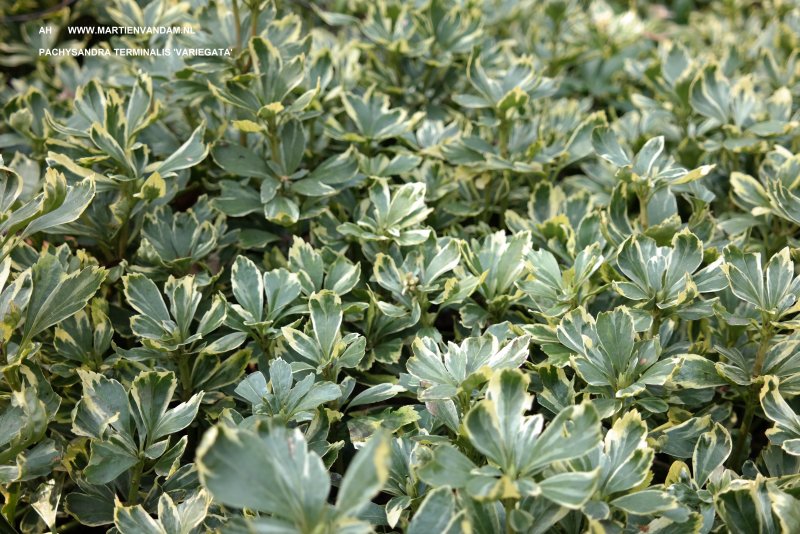 Пахизандра верхушечная "variegata" (Pachysandra terminalis)