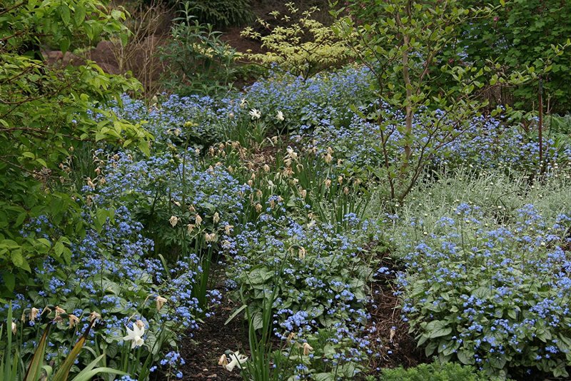 Brunnera macrophylla Jack Frost