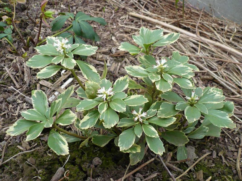Пахизандра - Pachysandra terminalis