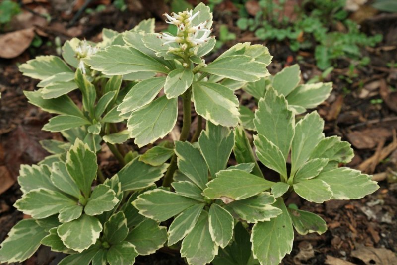 Пахизандра верхушечная ( Pachysandra terminalis)