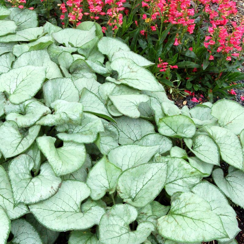 Бруннера macrophylla