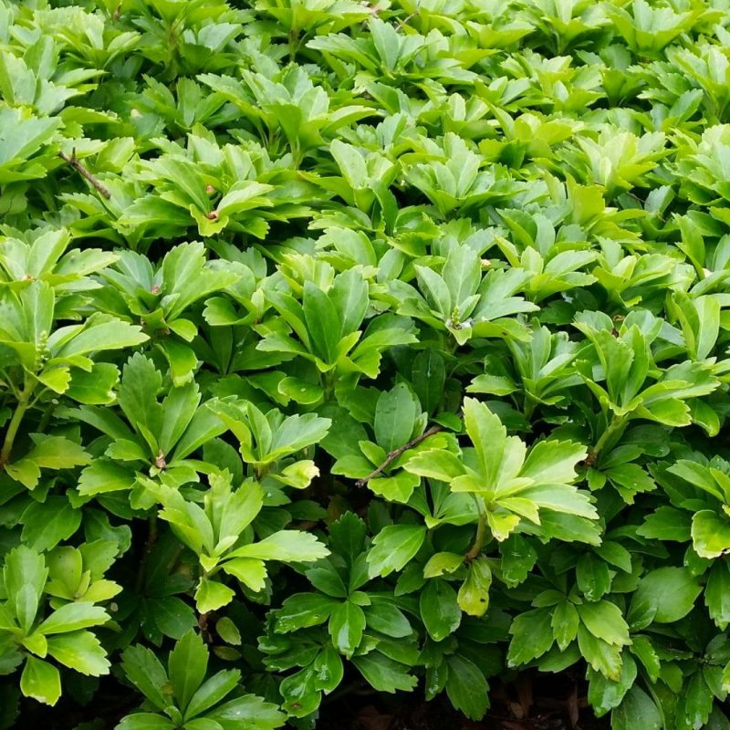 Пахизандра Green Carpet