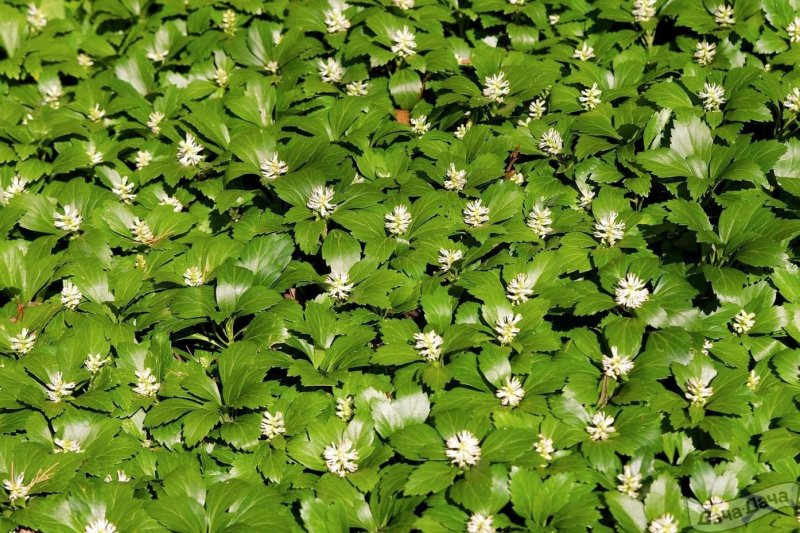 Пахизандра Green Carpet