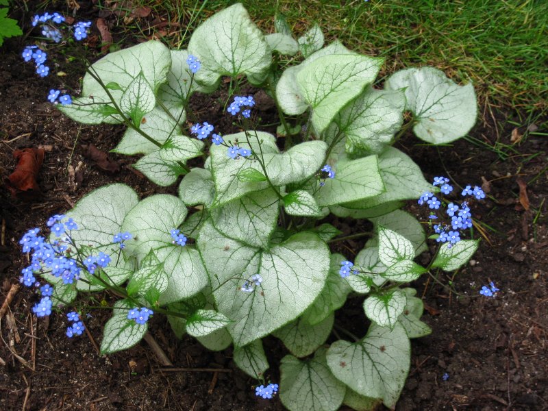 Brunnera macrophylla
