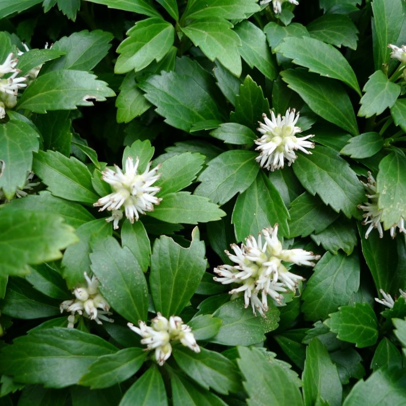 Пахизандра Pachysandra term. Variegata