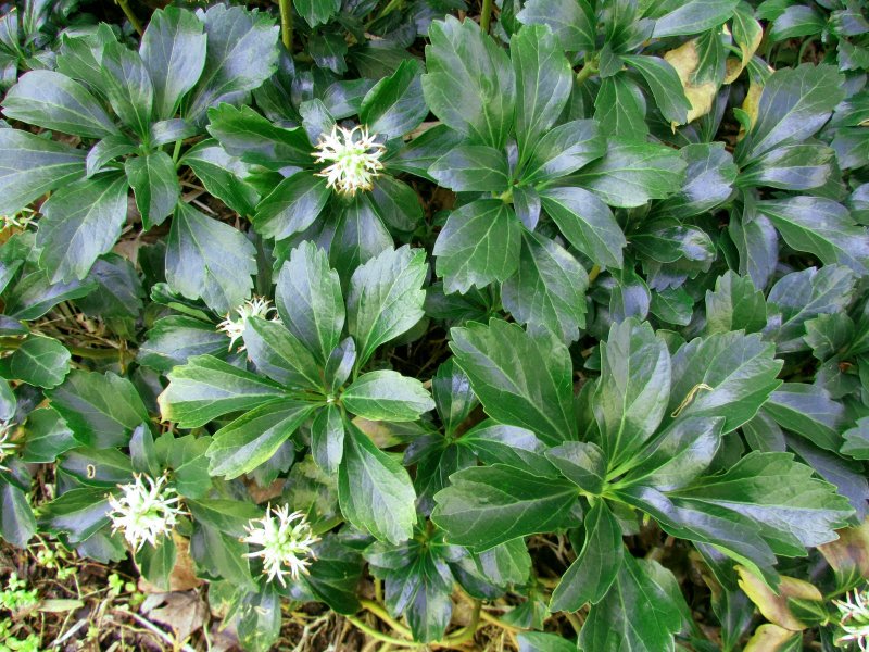Пахизандра верхушечная Green Sheen