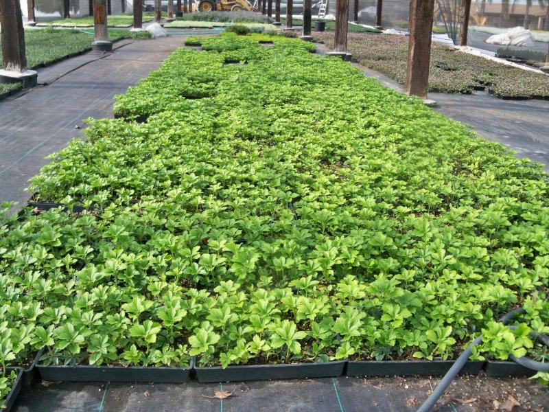 Пахизандра верхушечная (Pachysandra terminalis) м150