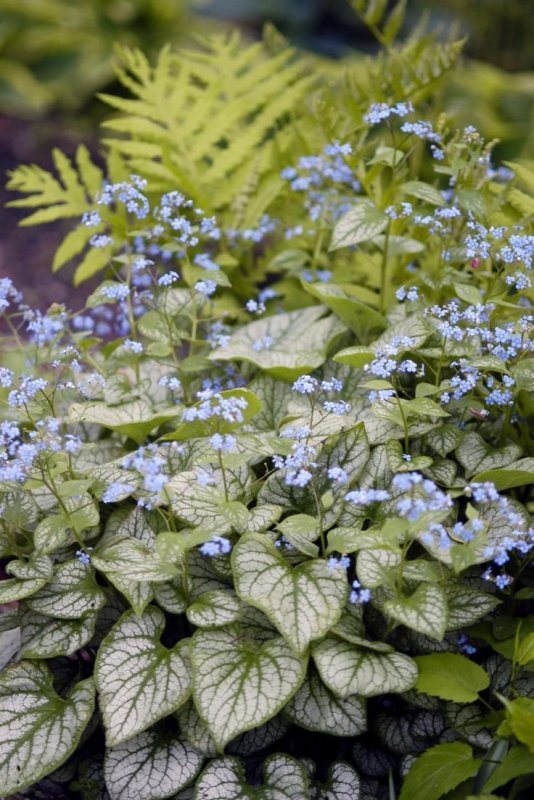 Brunnera macrophylla