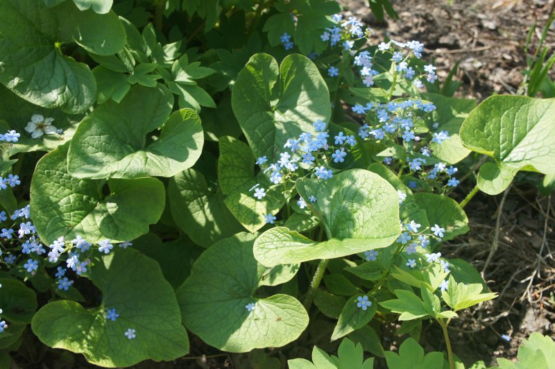 Бруннера крупнолистная (Brunnera macrophylla)