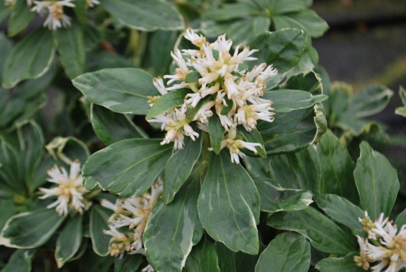 Пахизандра верхушечная "variegata" (Pachysandra terminalis)