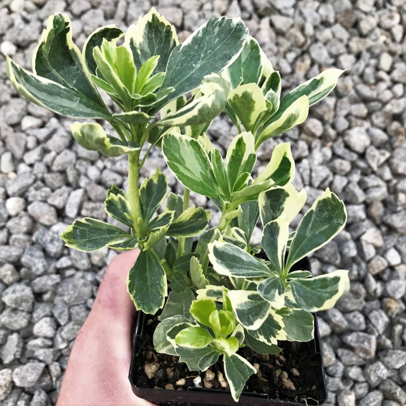 Pachysandra terminalis