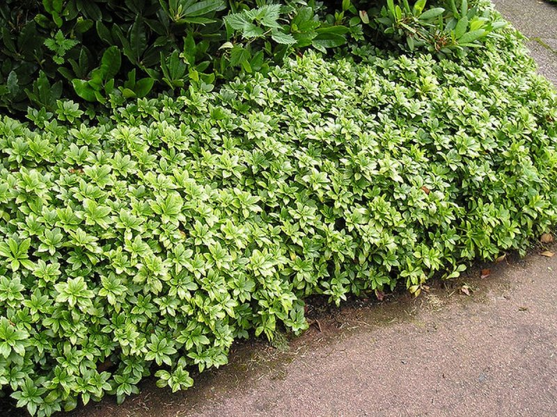 Пахизандра верхушечная (Pachysandra terminalis Green Carpet p9)