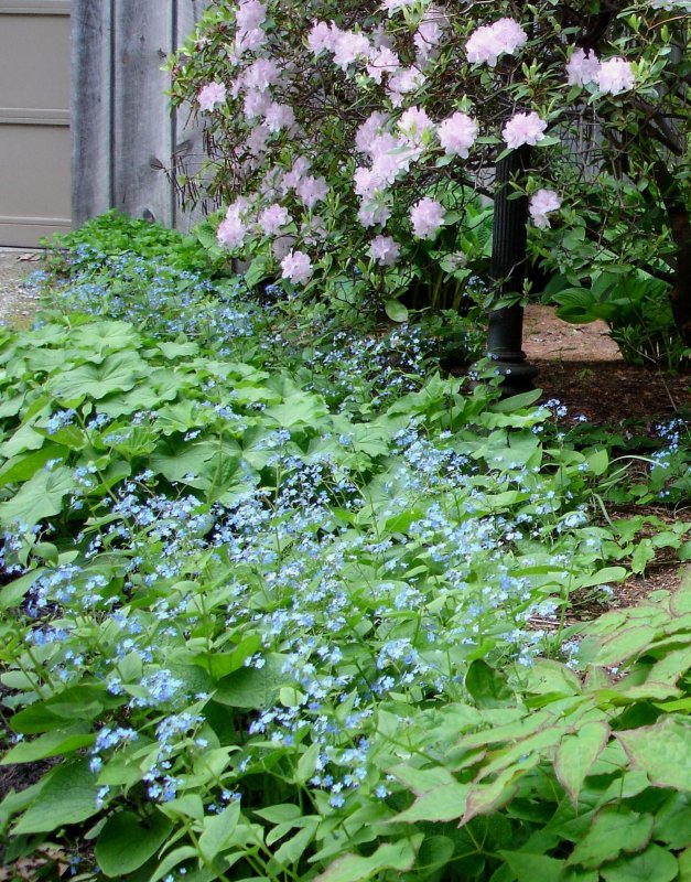 Бруннера Сибирская Brunnera sibirica