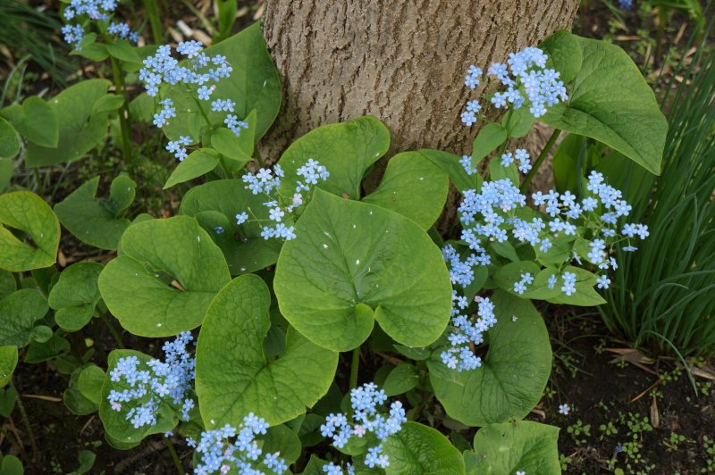 Бруннера крупнолистная . . . . . С2. . . , Brunnera macrophylla