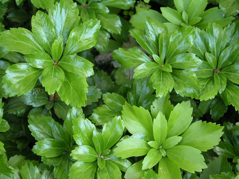 Пахизандра 'Green Sheen'