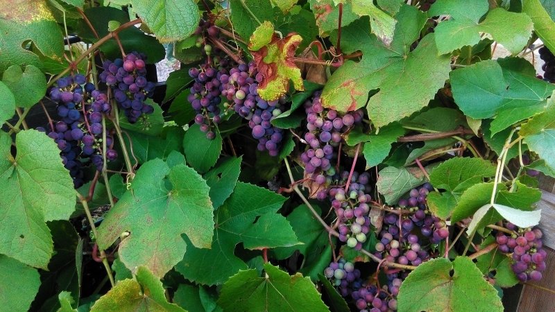 Виноград Аколон