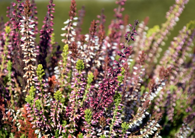 Calluna vulgaris Zoe