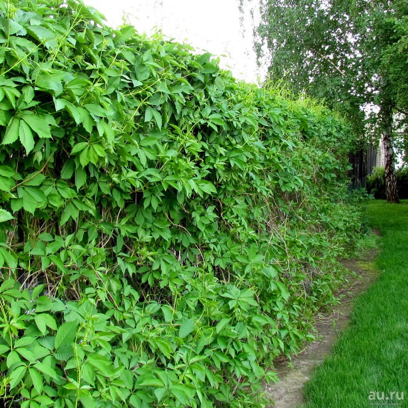 Виноград пятилисточковый / Parthenocissus quinquefolia