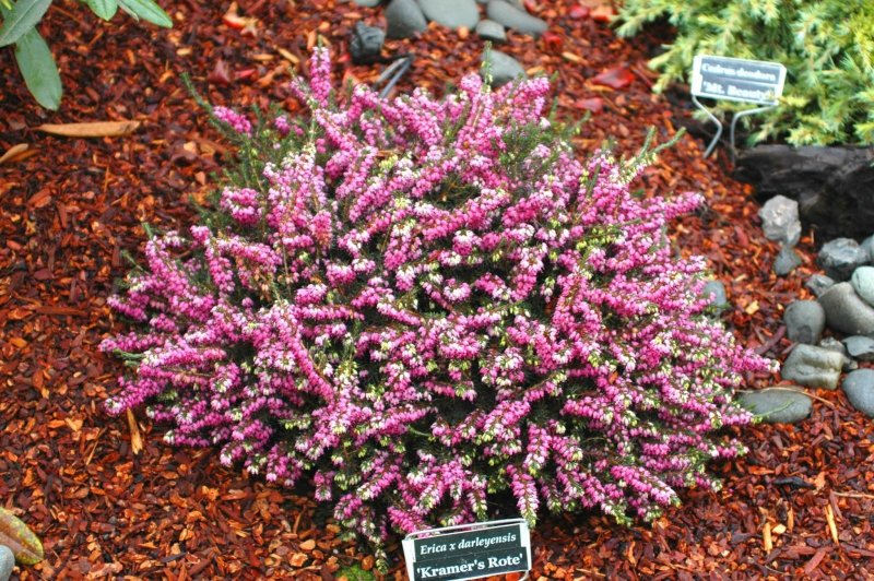 Вереск Calluna vulgaris Radnor