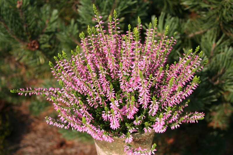 Calluna (Вереск) Arabella