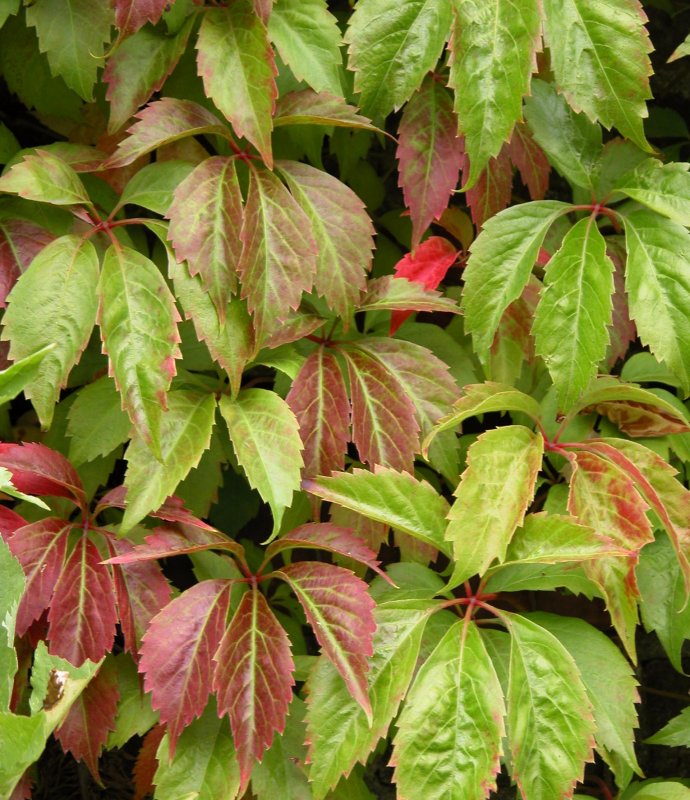Виноград девичий (Parthenocissus)