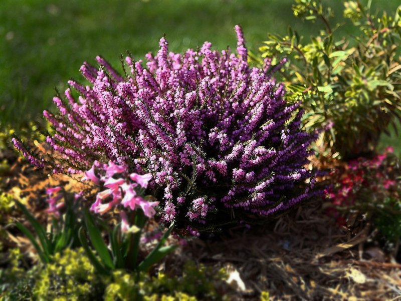Calluna vulgaris Amethyst