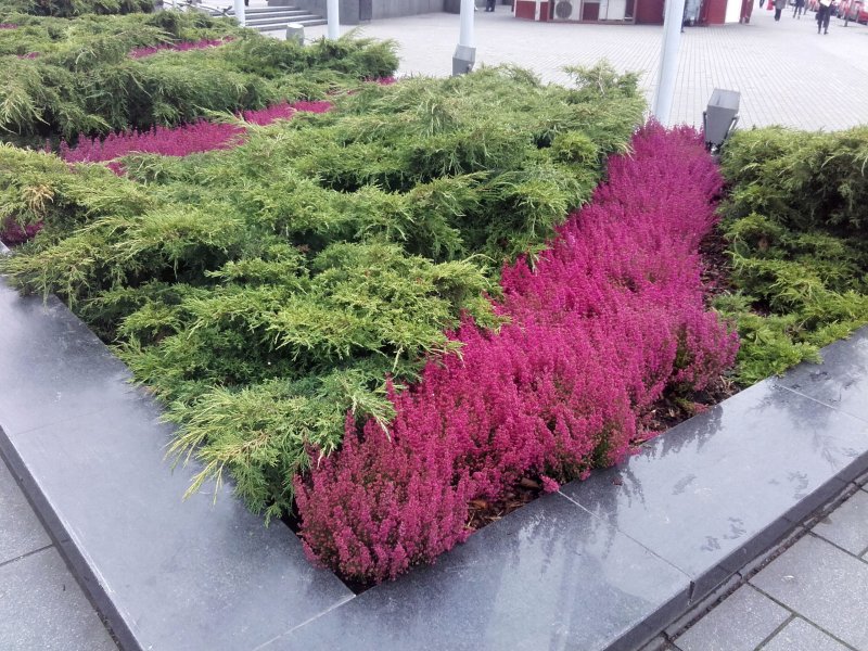 Вереск Calluna vulgaris