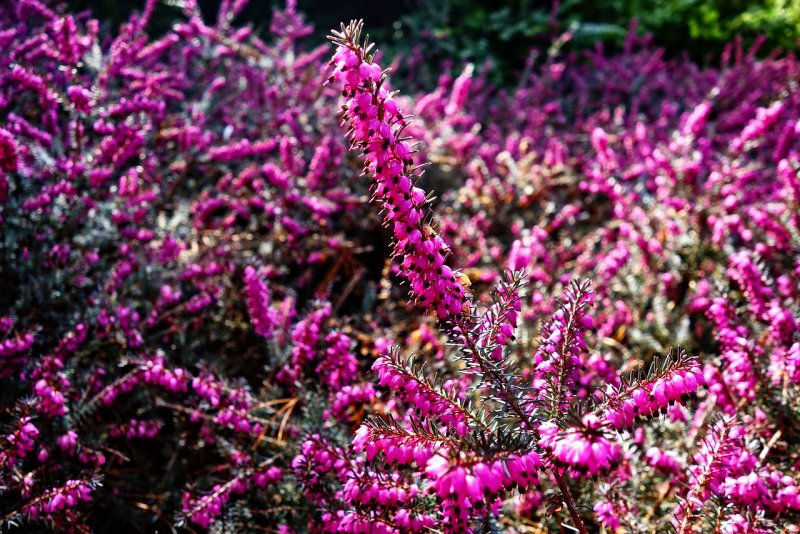 Calluna vulgaris Velvet fascination