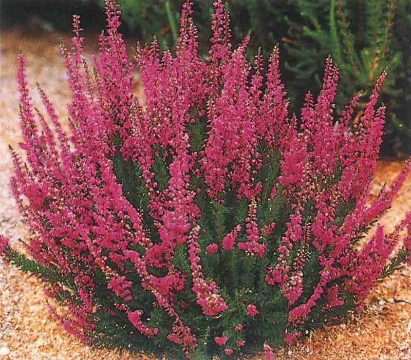 Calluna vulgaris Marlies
