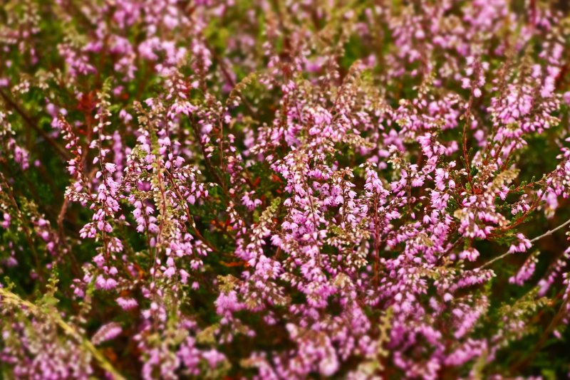 Вереск Calluna Erica