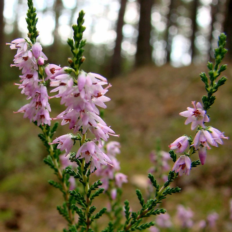 Calluna vulgaris Madonna