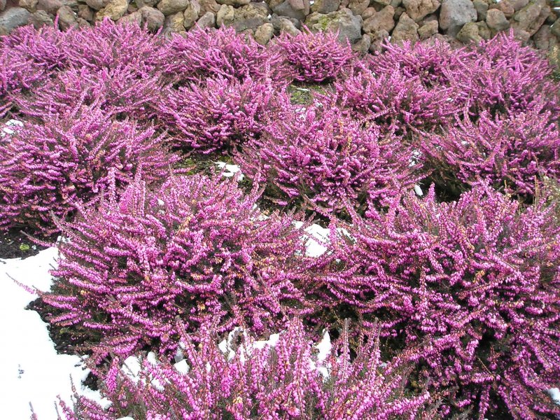 Вереск Calluna Erica