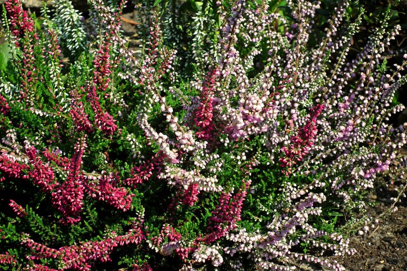 Вереск Раднор Calluna Radnor