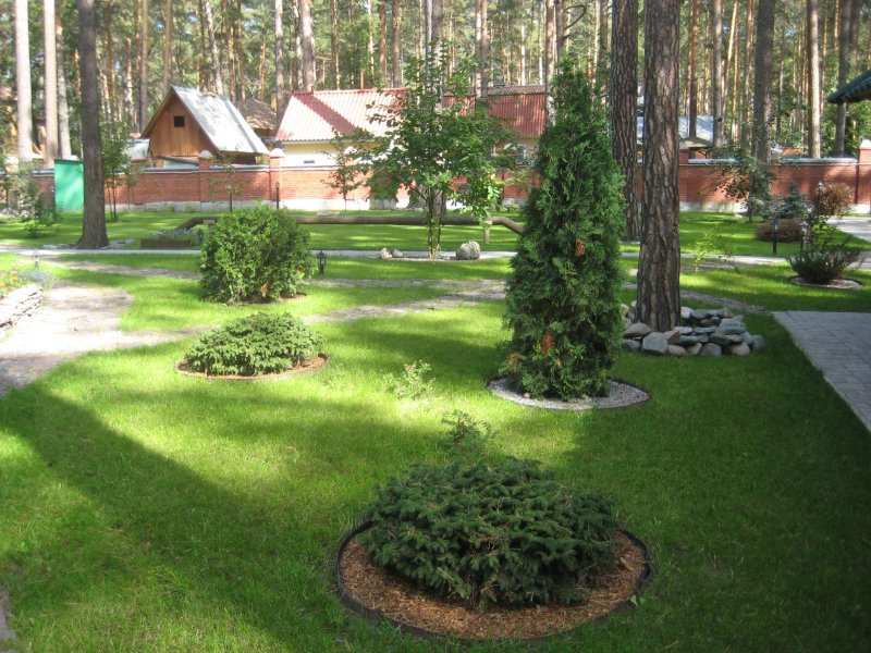 Ландшафт участка с соснами