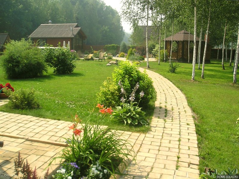 Березы на дачном участке