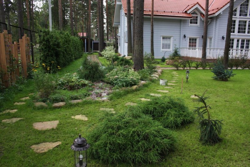 Береза туи можжевельник в саду