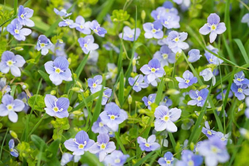 Вероника нитевидная Veronica filiformis