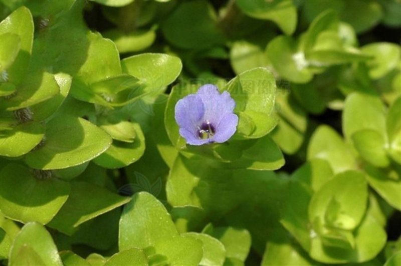 Вероника repens