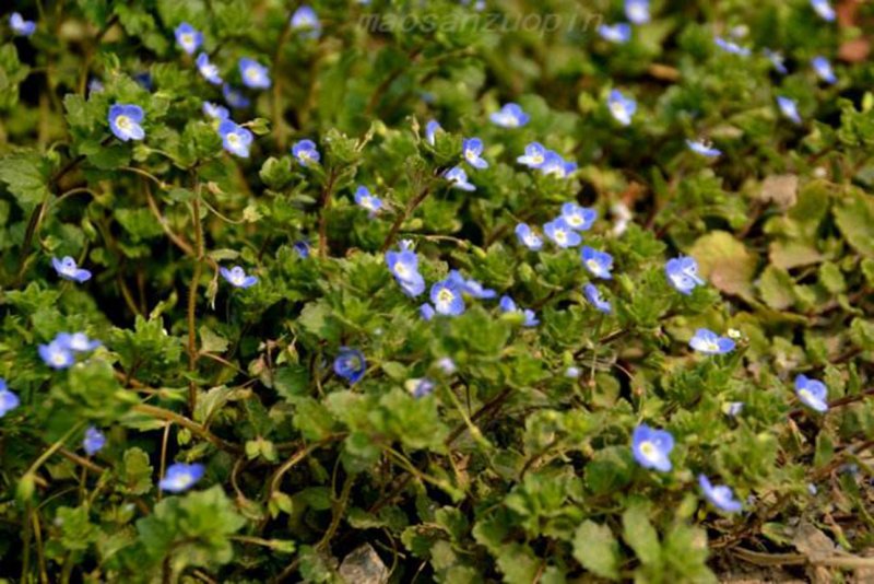Вероника ползучая - Veronica repens
