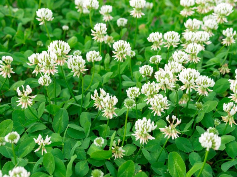 Trifolium Angel Clover Jade