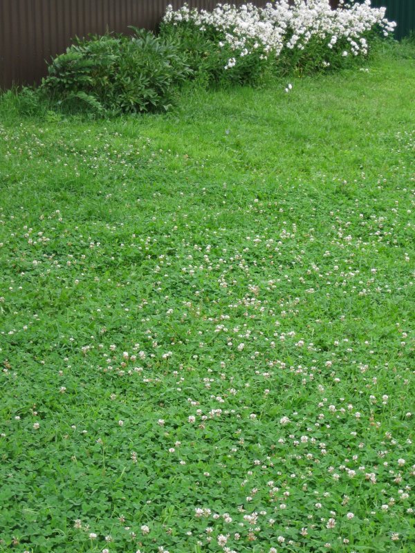 Клевер средний Trifolium Medium