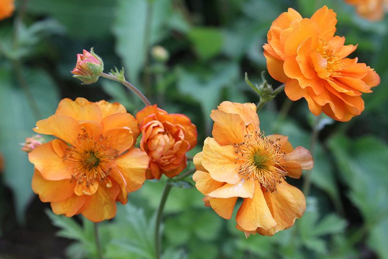 Гравилат Geum Fire Storm